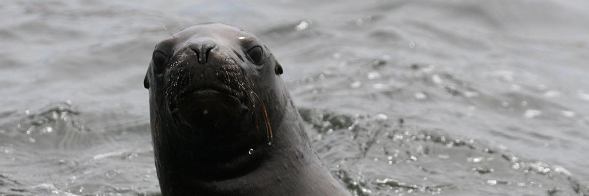 Palomino Islands - Swimming with sea lions from Lima in Lima